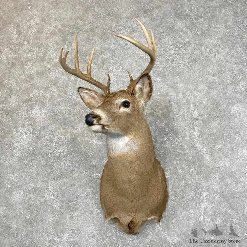 Whitetail Deer Shoulder Mount #24513 For Sale - The Taxidermy Store