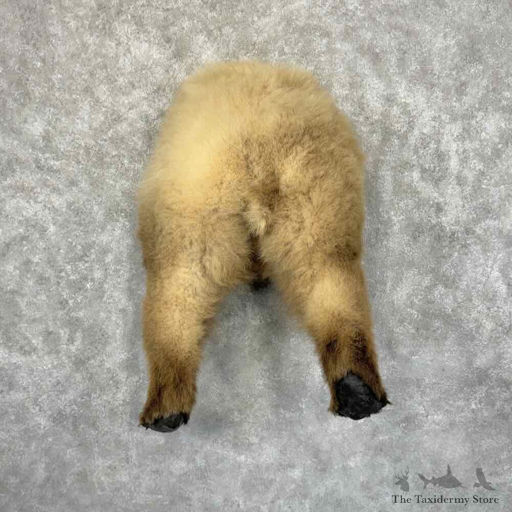 Grizzly Bear Novelty Rump Mount For Sale #32058 @ The Taxidermy Store