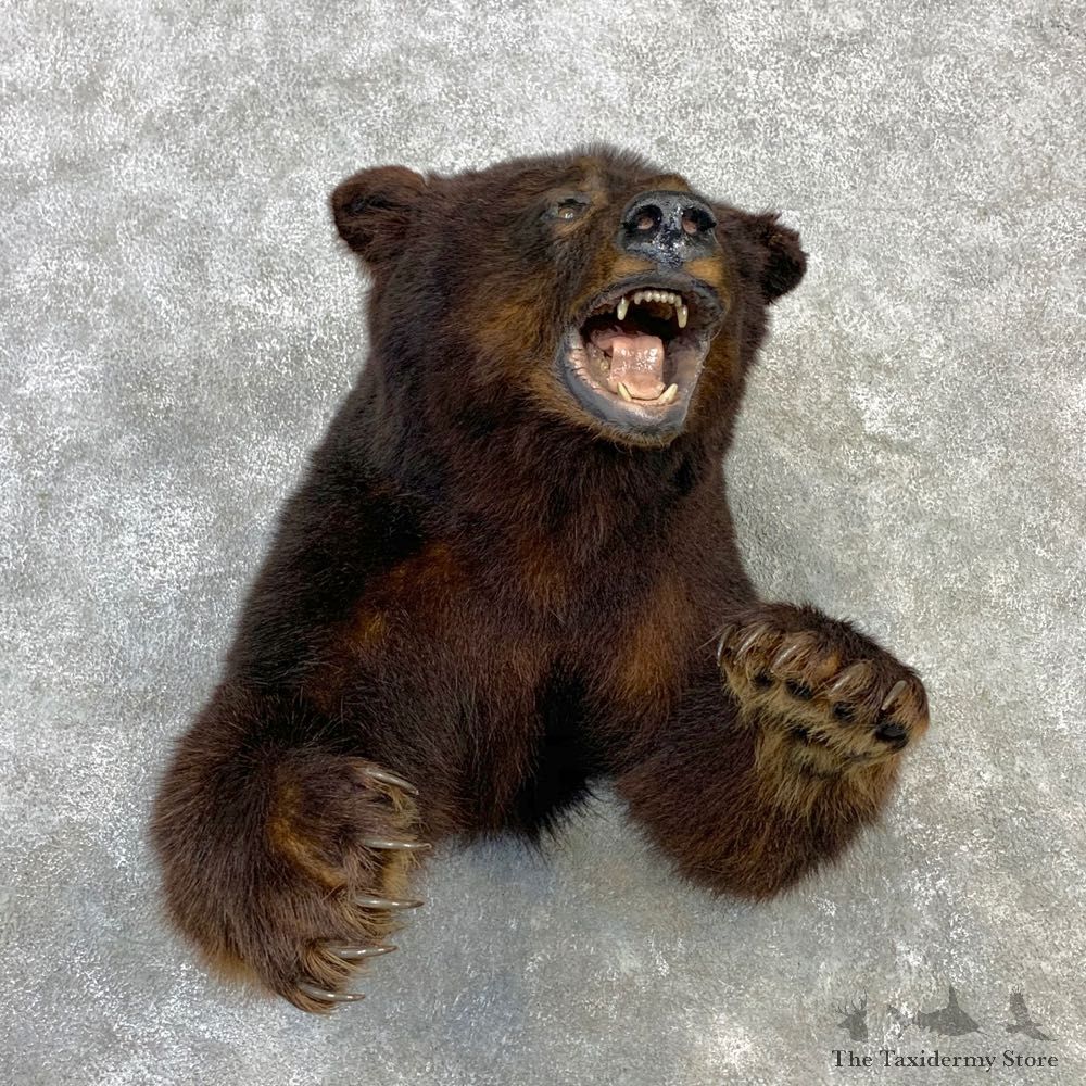 Black Bear 1/2-Life-Size Mount For Sale #23091 @ The Taxidermy Store