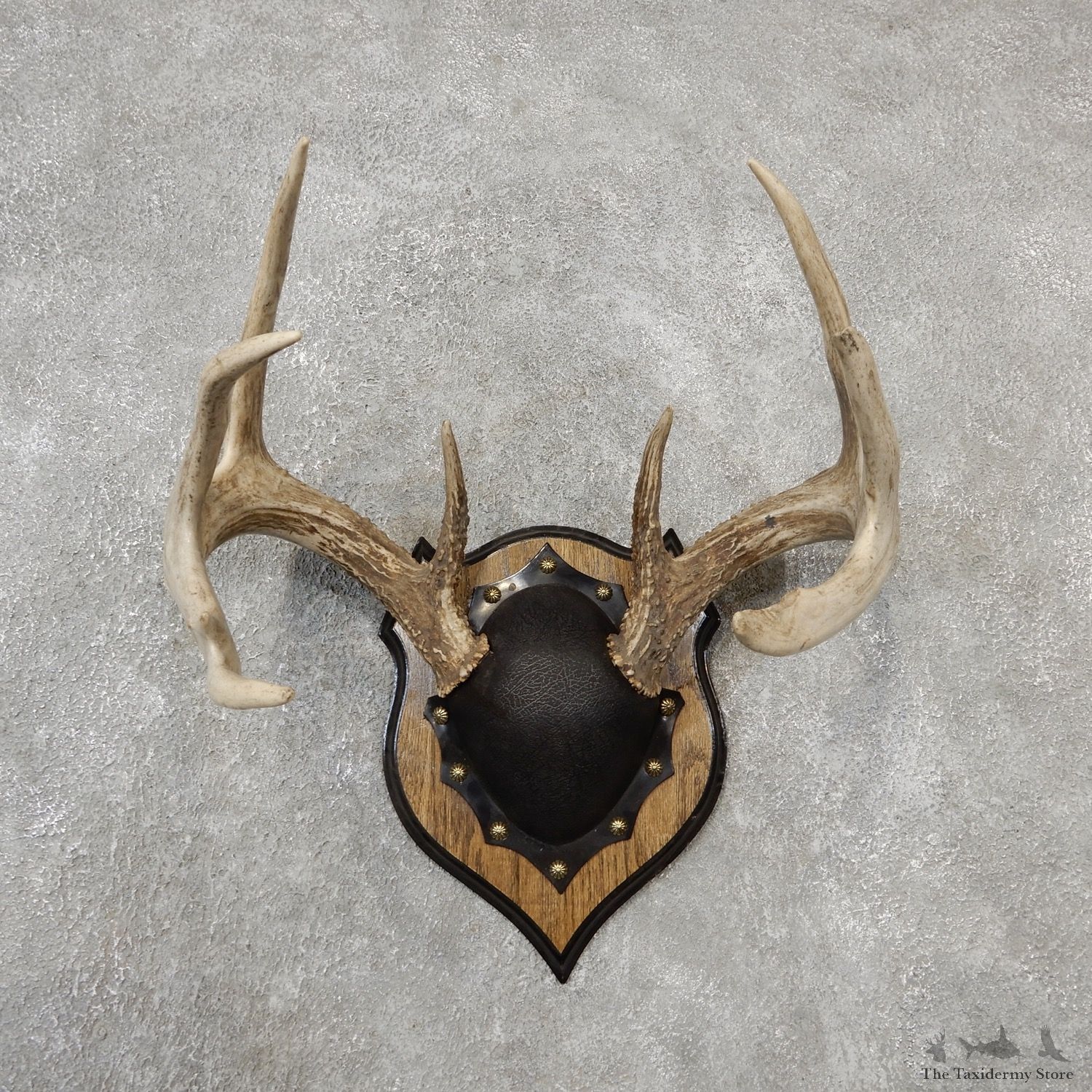 Whitetail Deer Antler Plaque Mount For Sale #19129 @ The Taxidermy Store