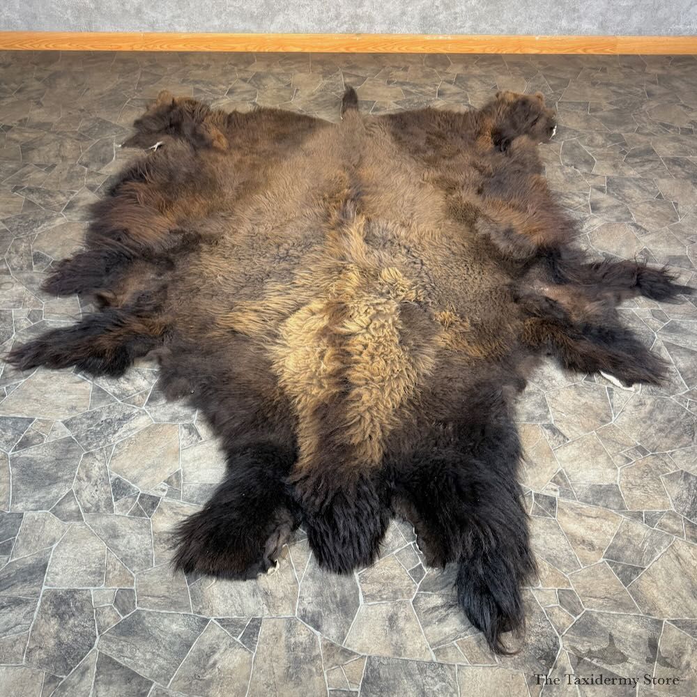 American Buffalo Bison Hide For Sale #28826 - The Taxidermy Store