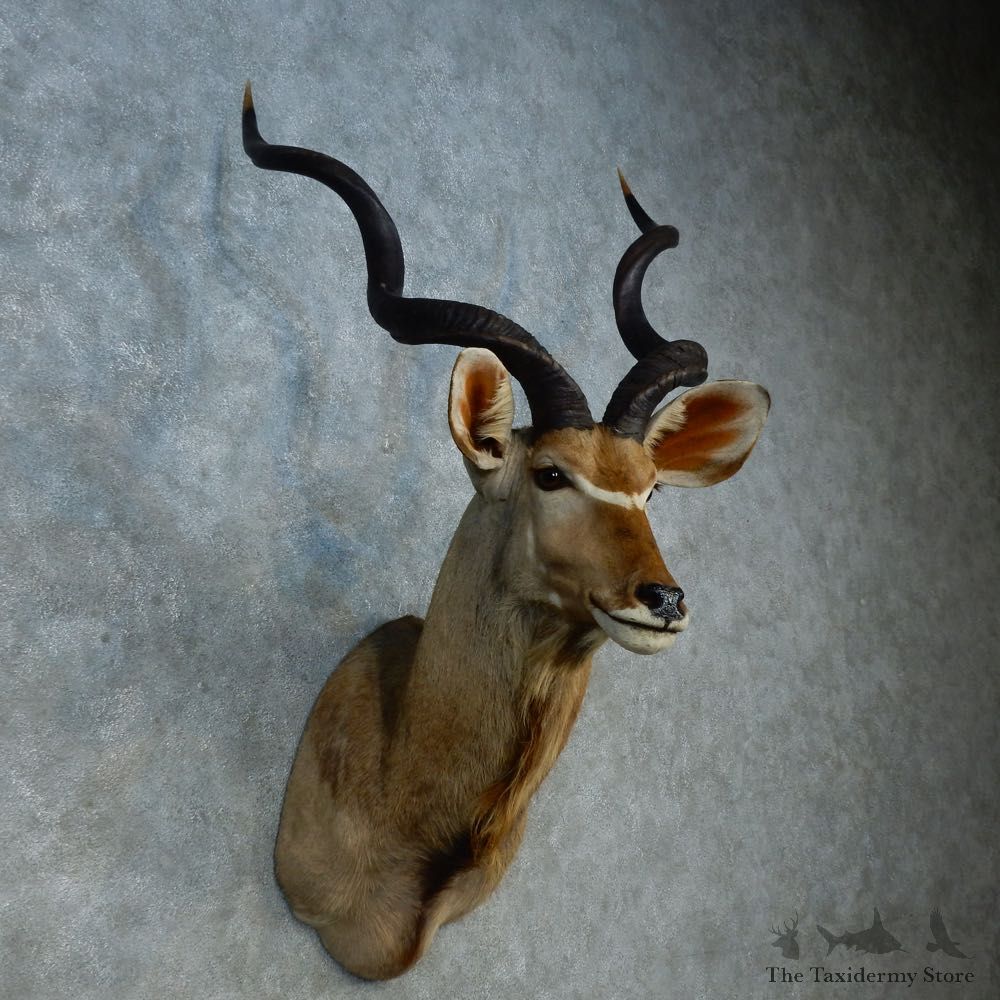 Greater Kudu Shoulder Mount For Sale #15311 @ The Taxidermy Store