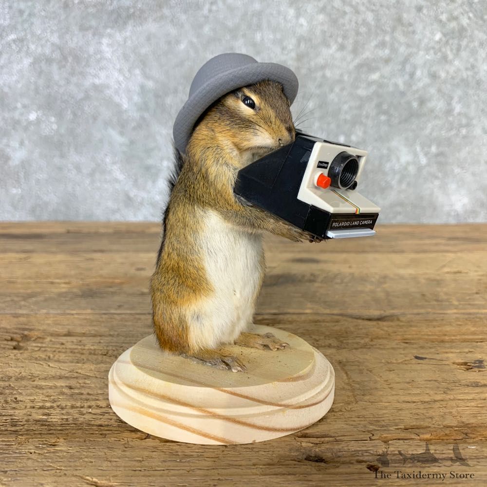 Hipster Chipmunk Novelty Mount For Sale #23239 @ The Taxidermy Store