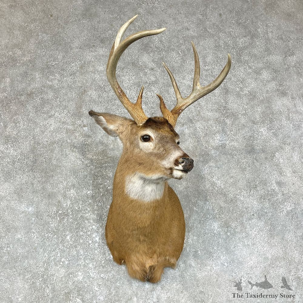 Whitetail Deer Shoulder Mount #25701 For Sale - The Taxidermy Store