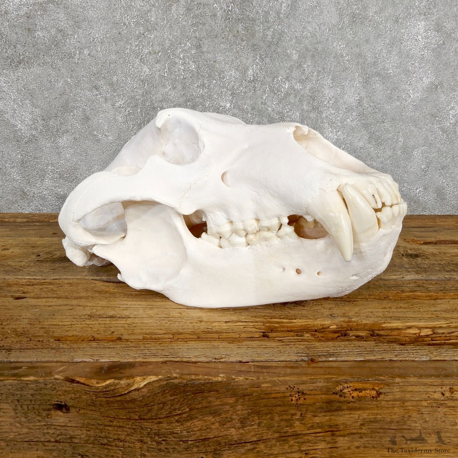 Alaskan Brown Bear Skull Mount For Sale #19480 @ The Taxidermy Store
