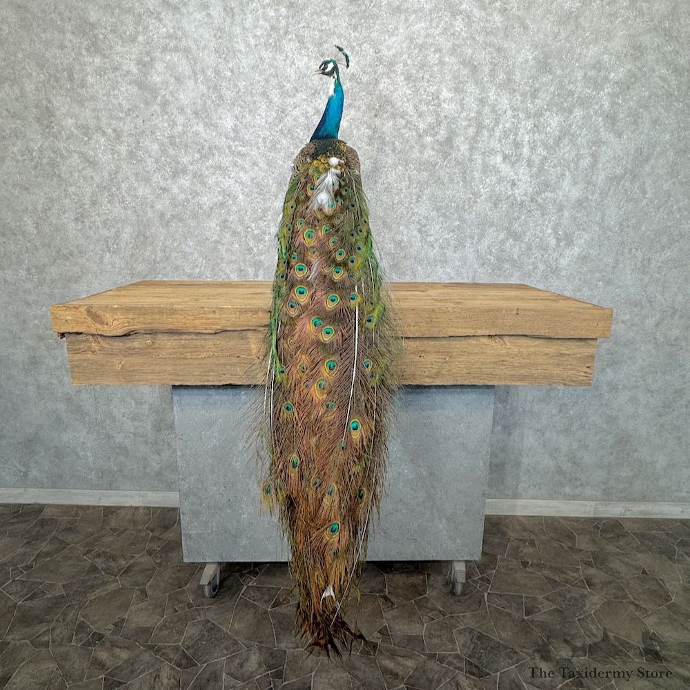 Indian Pied Peacock Bird Mount For Sale #30049 @ The Taxidermy Store