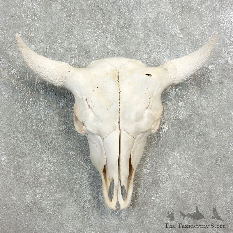 Buffalo Bison Skull Mount For Sale #17698 @ The Taxidermy Store