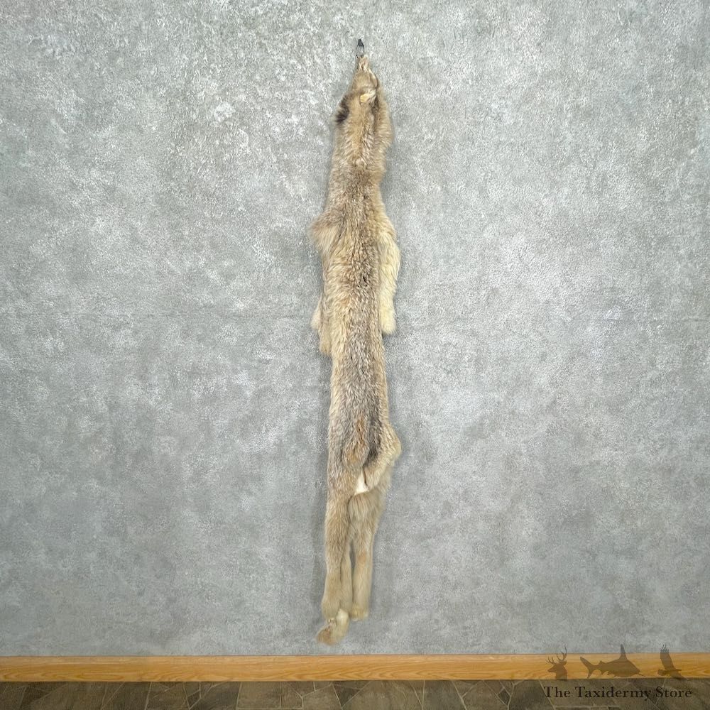 Lynx Tanned Hide For Sale #27049 @ The Taxidermy Store