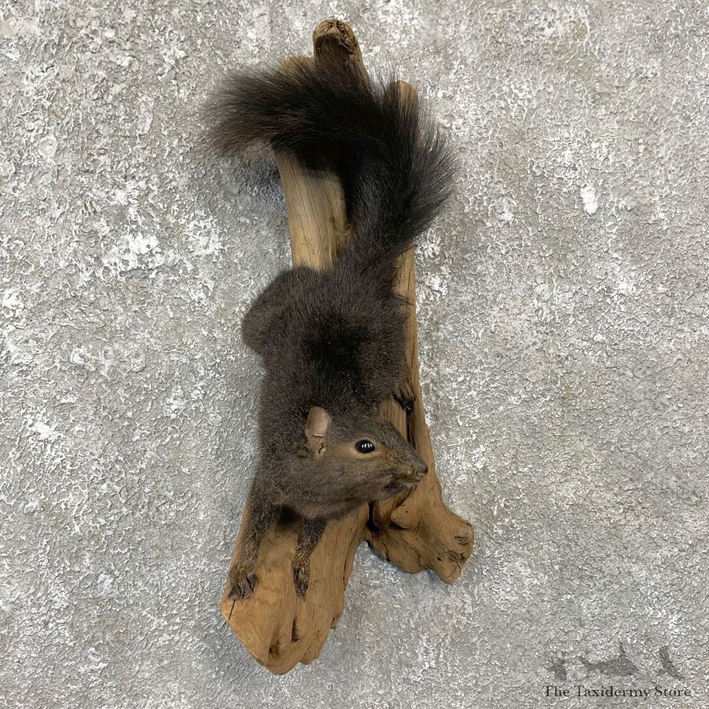 Black Squirrel Life-Size Mount For Sale #25071 @ The Taxidermy Store