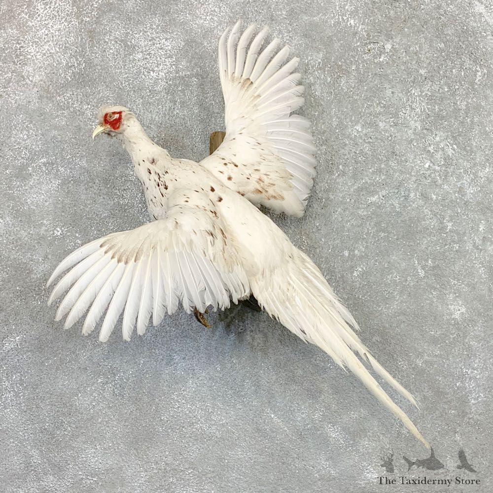 White Pheasant Bird Mount For Sale #22563 @ The Taxidermy Store