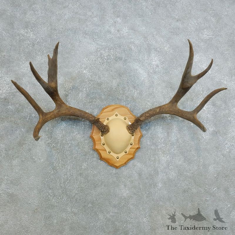 Mule Deer Taxidermy Antler Plaque #18419 For Sale @ The Taxidermy Store