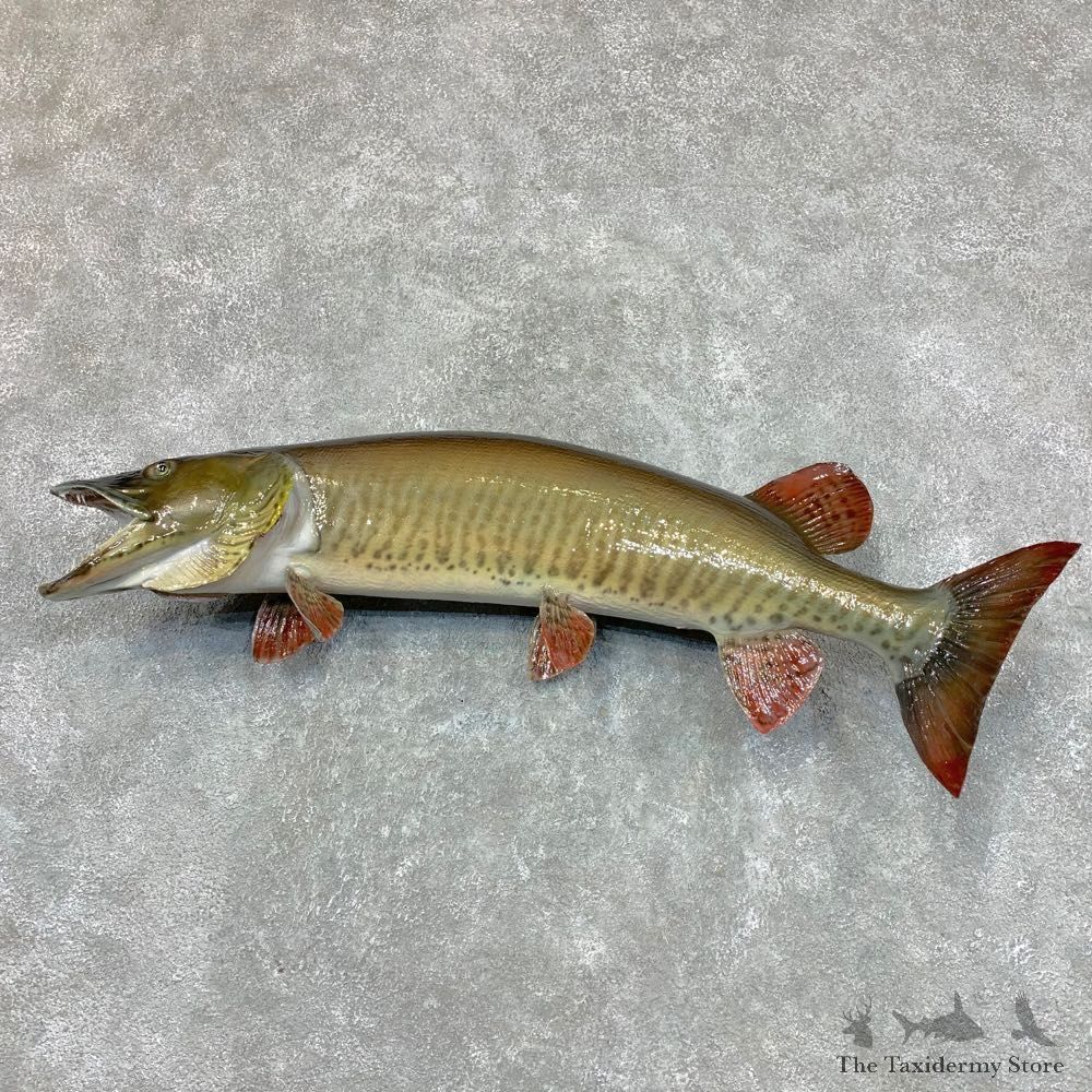Musky Taxidermy Fish Mount For Sale #22496 @ The Taxidermy Store