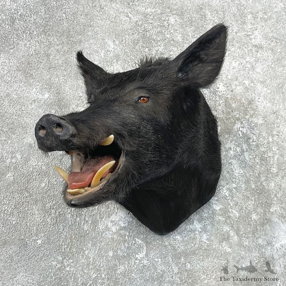 Wild Boar Shoulder Mount For Sale #26840 @ The Taxidermy Store