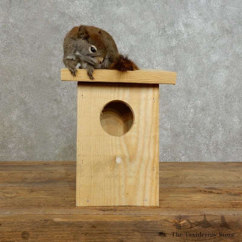 Red Squirrel & Birdhouse Mount For Sale #17200 @ The Taxidermy Store