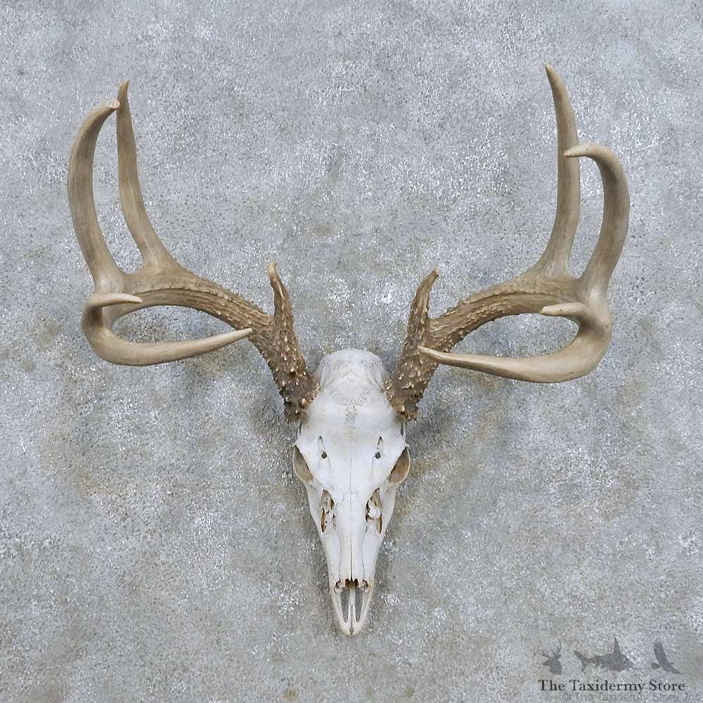 Whitetail Deer Skull Antler European Mount For Sale #14283 @ The Taxidermy Store