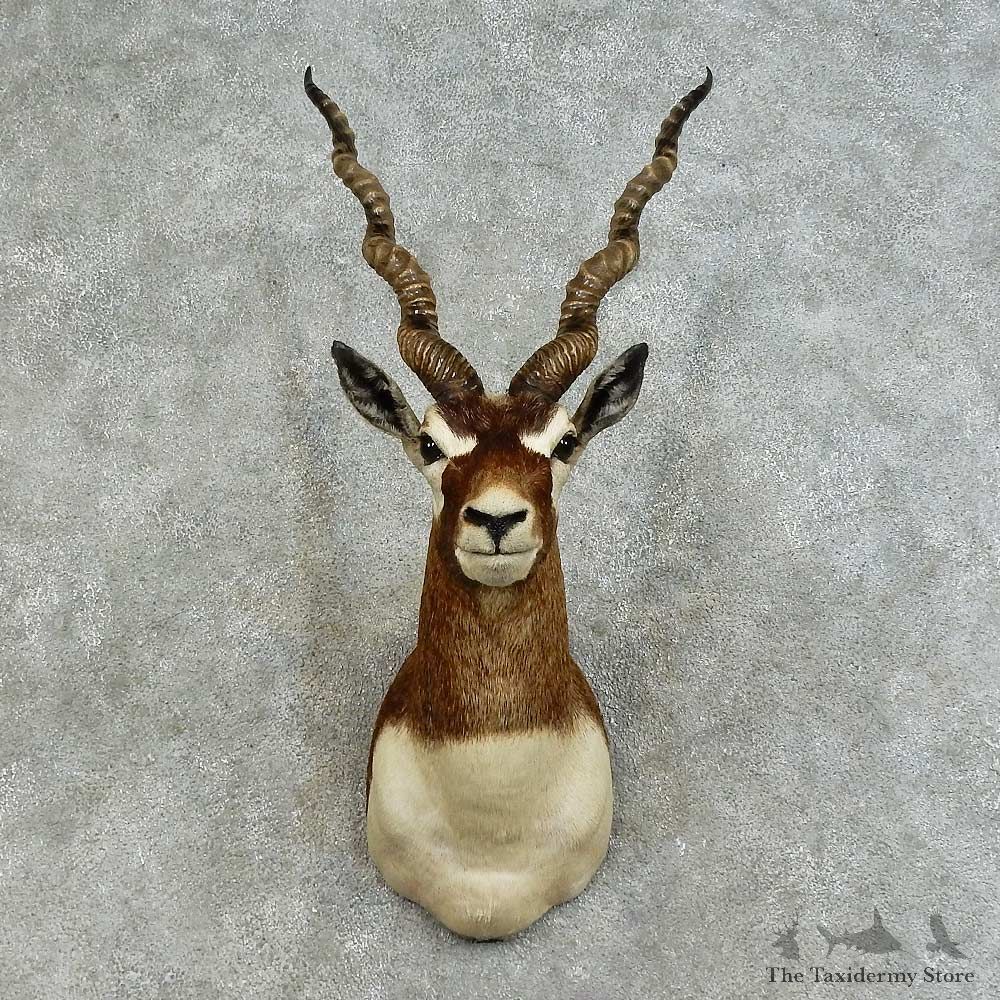 India Blackbuck Shoulder Mount For Sale #16120 @ The Taxidermy Store