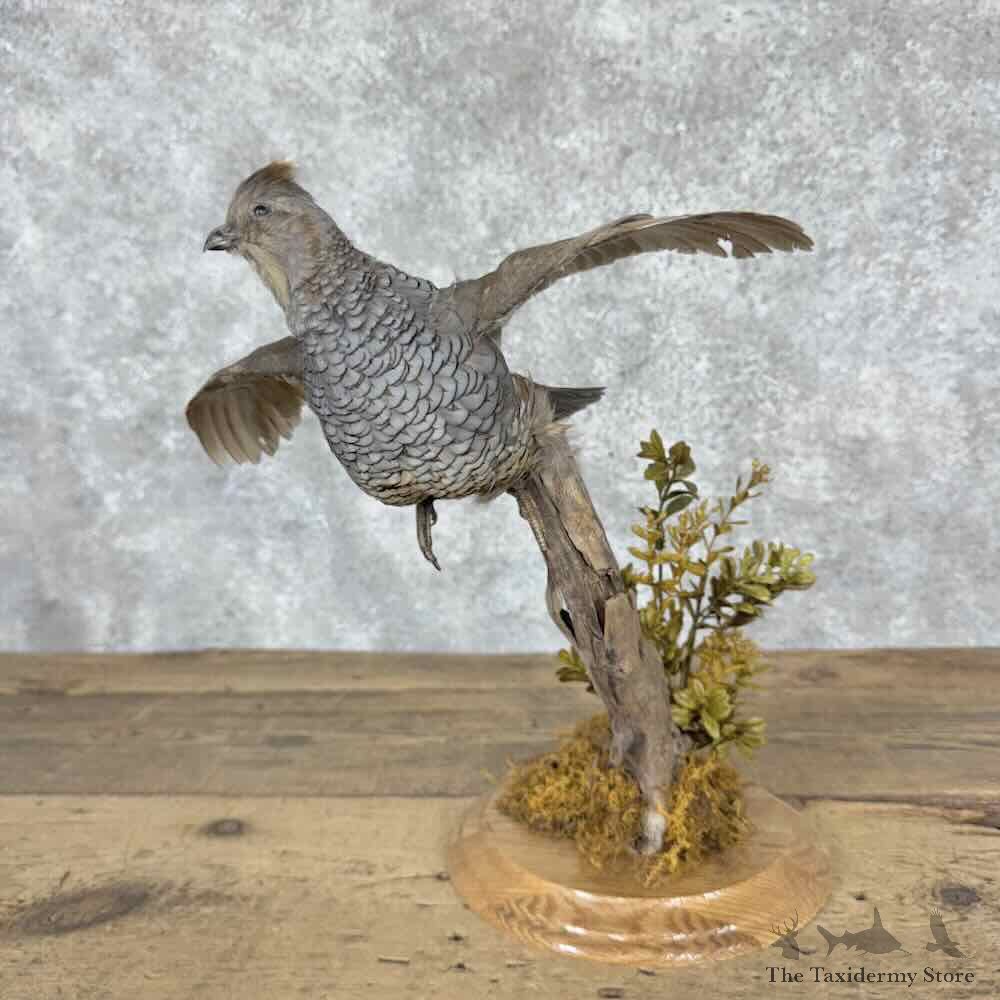 Scaled Quail Bird Mount For Sale #32037 @ The Taxidermy Store