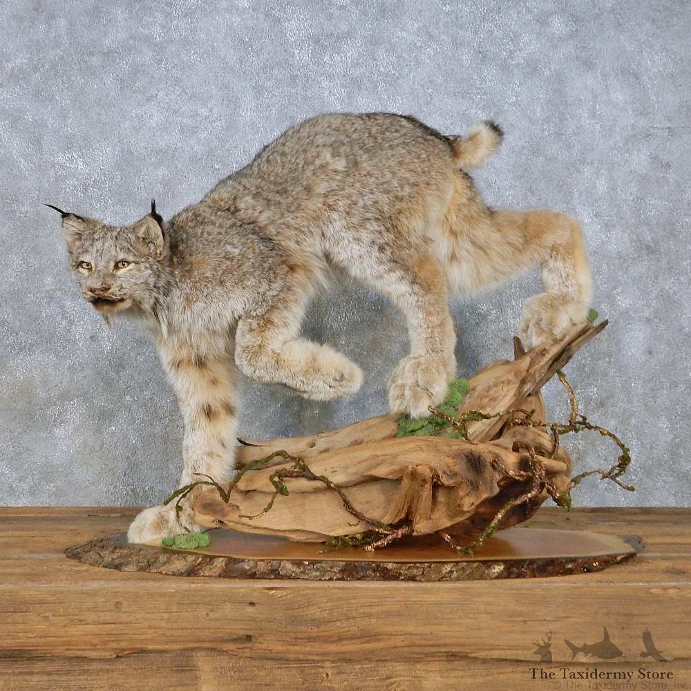 Alaskan Lynx Mount For Sale #14976 @ The Taxidermy Store