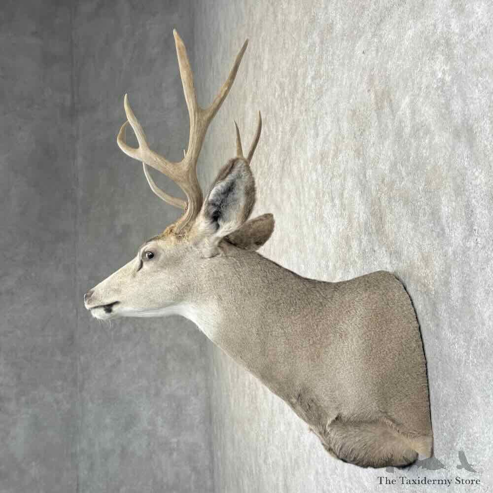 Mule Deer Shoulder Mount For Sale #31464 @ The Taxidermy Store