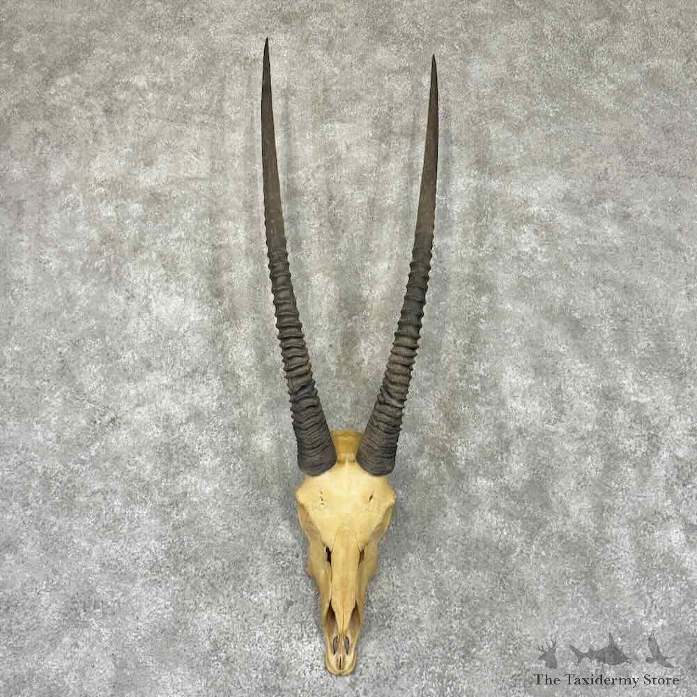 Gemsbok Skull European Mount For Sale #32315 @ The Taxidermy Store