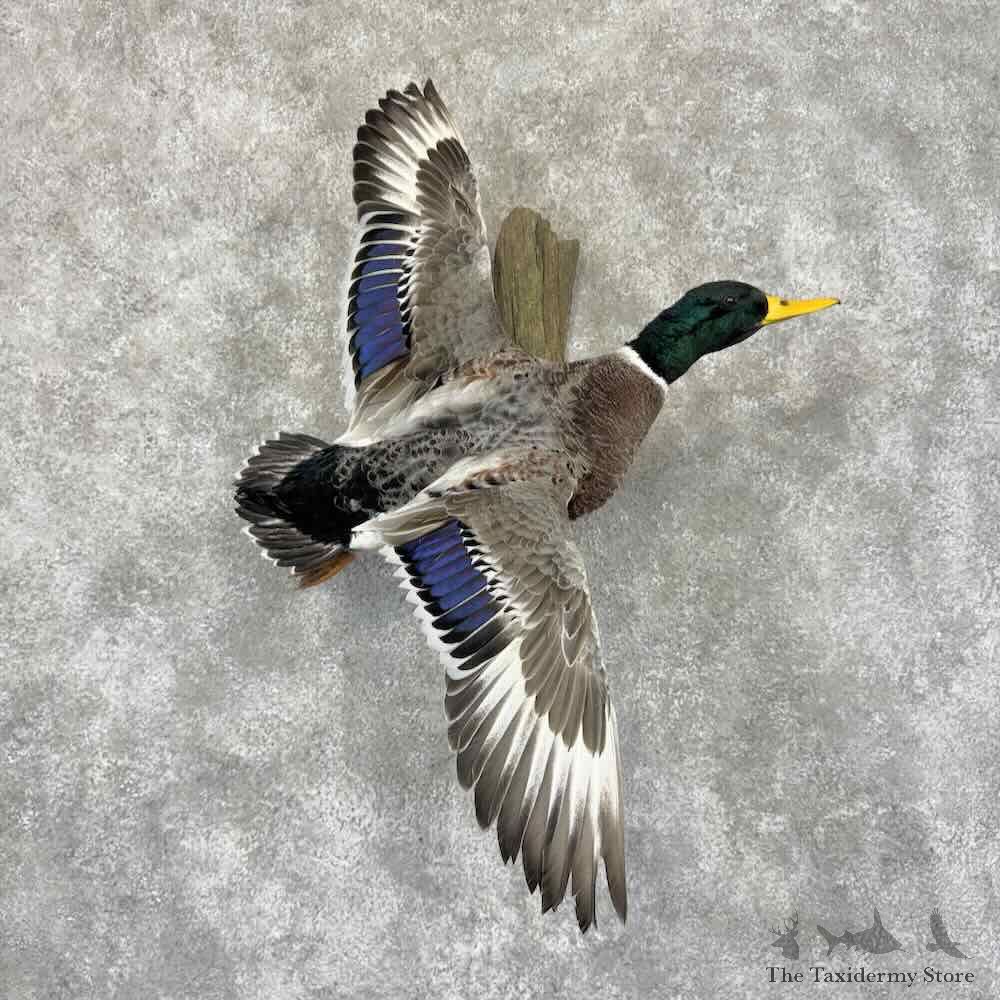 Pied Mallard Duck Drake Bird Mount For Sale #31936 @ The Taxidermy Store