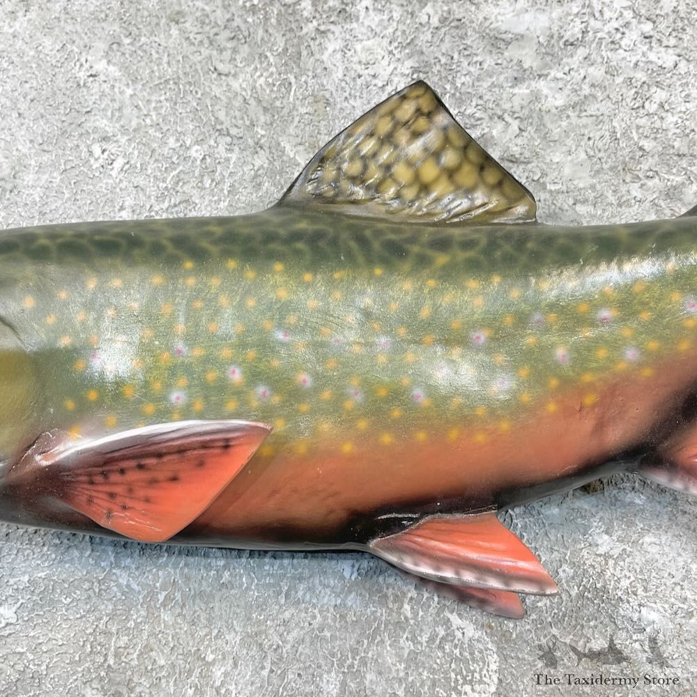 Brook Trout Fish Mount For Sale #27248 @ The Taxidermy Store