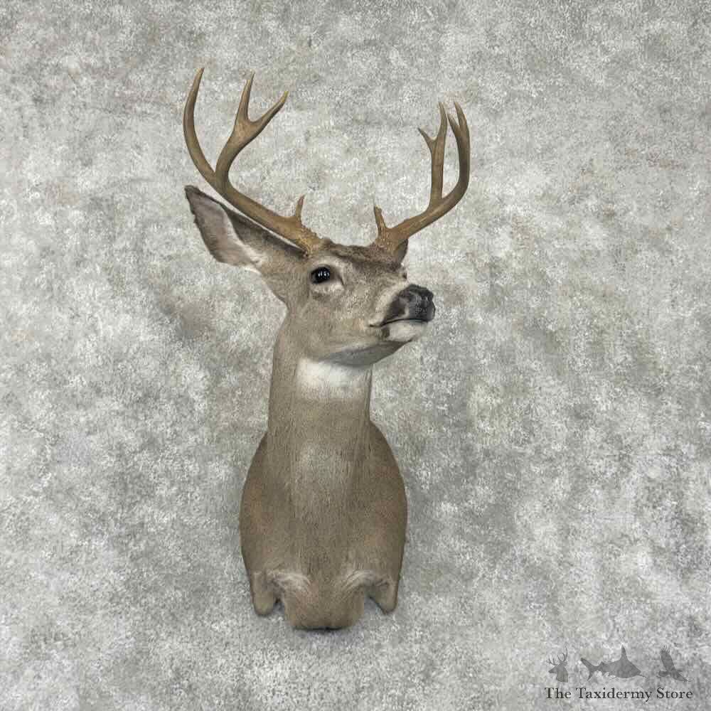 Columbia Blacktail Deer Shoulder Mount For Sale #31795 @ The Taxidermy Store
