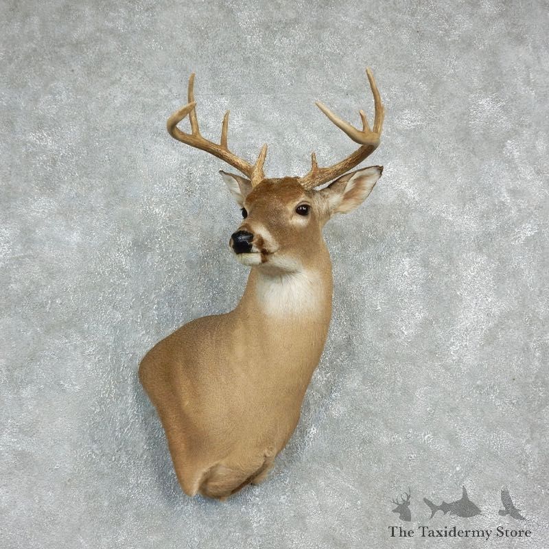 Whitetail Deer Shoulder Mount For Sale #17929 @ The Taxidermy Store