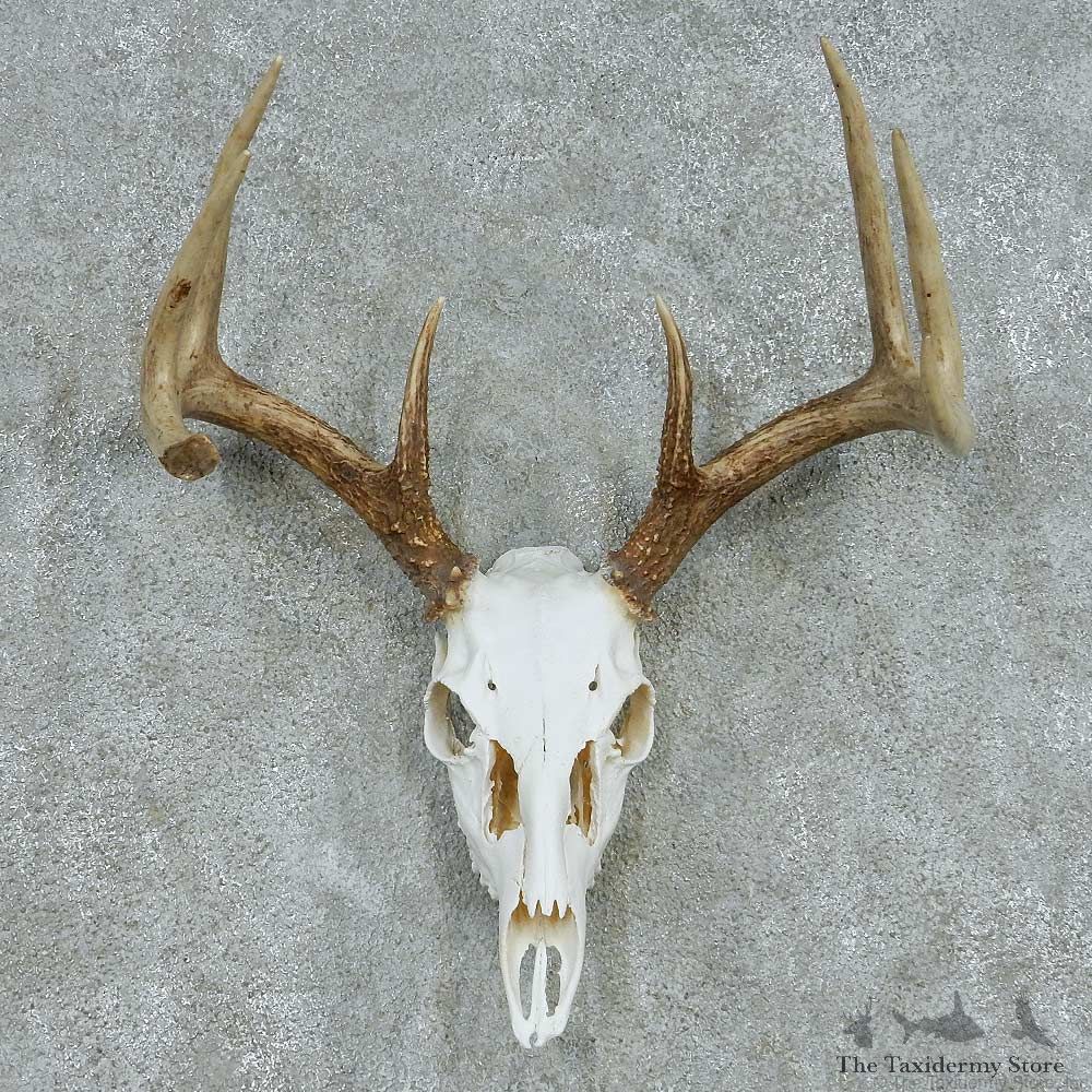 Whitetail Deer Skull & Antler European Mount #13480 For Sale @ The Taxidermy Store