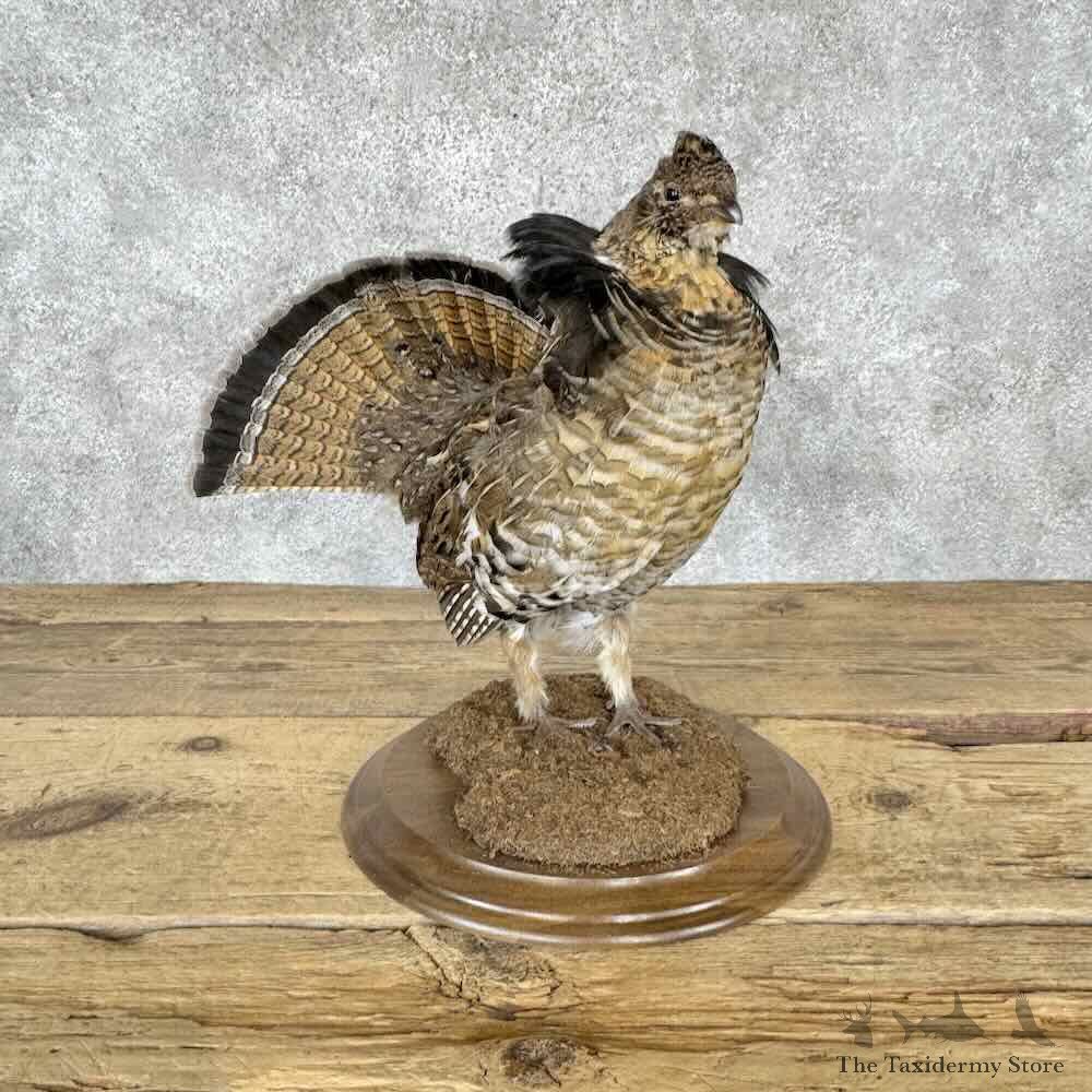 Ruffed Grouse Bird Mount For Sale #32271 @ The Taxidermy Store