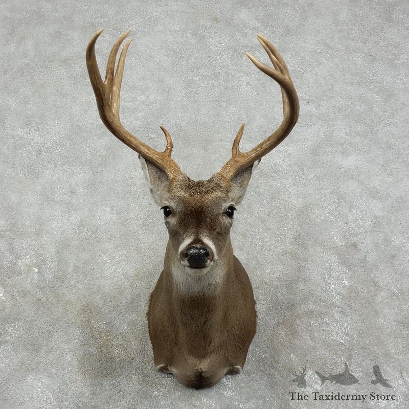Whitetail Deer Shoulder Mount For Sale #17516 @ The Taxidermy Store