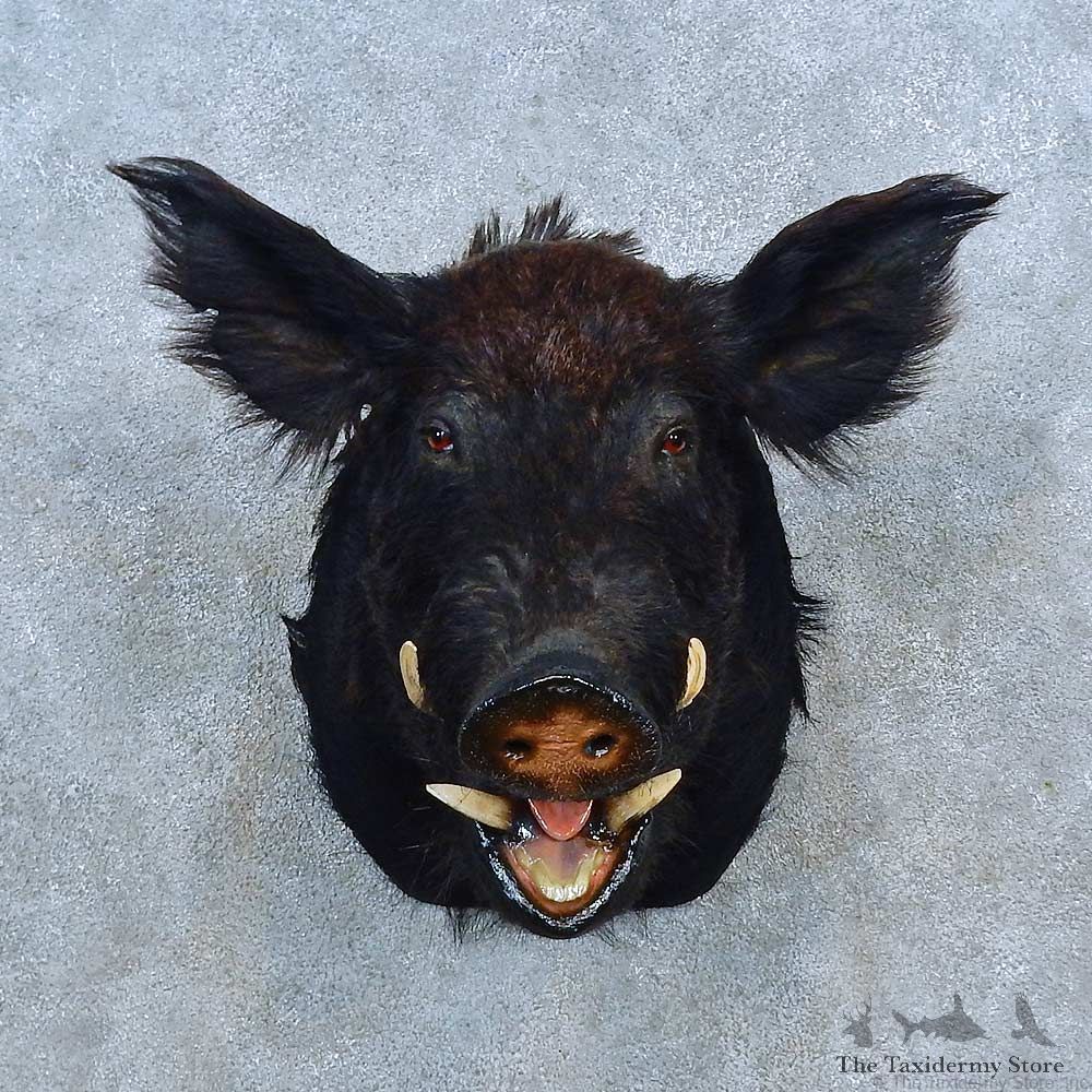 Black Boar Shoulder Mount For Sale #15535 @ The Taxidermy Store