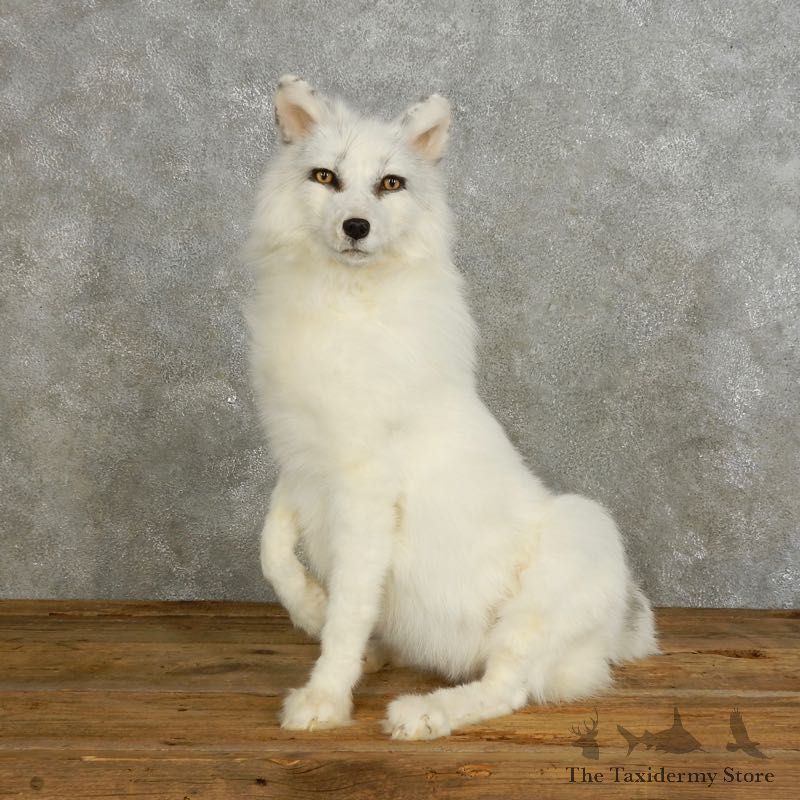 Shadow Fox Life-Size Mount For Sale #17542 @ The Taxidermy Store