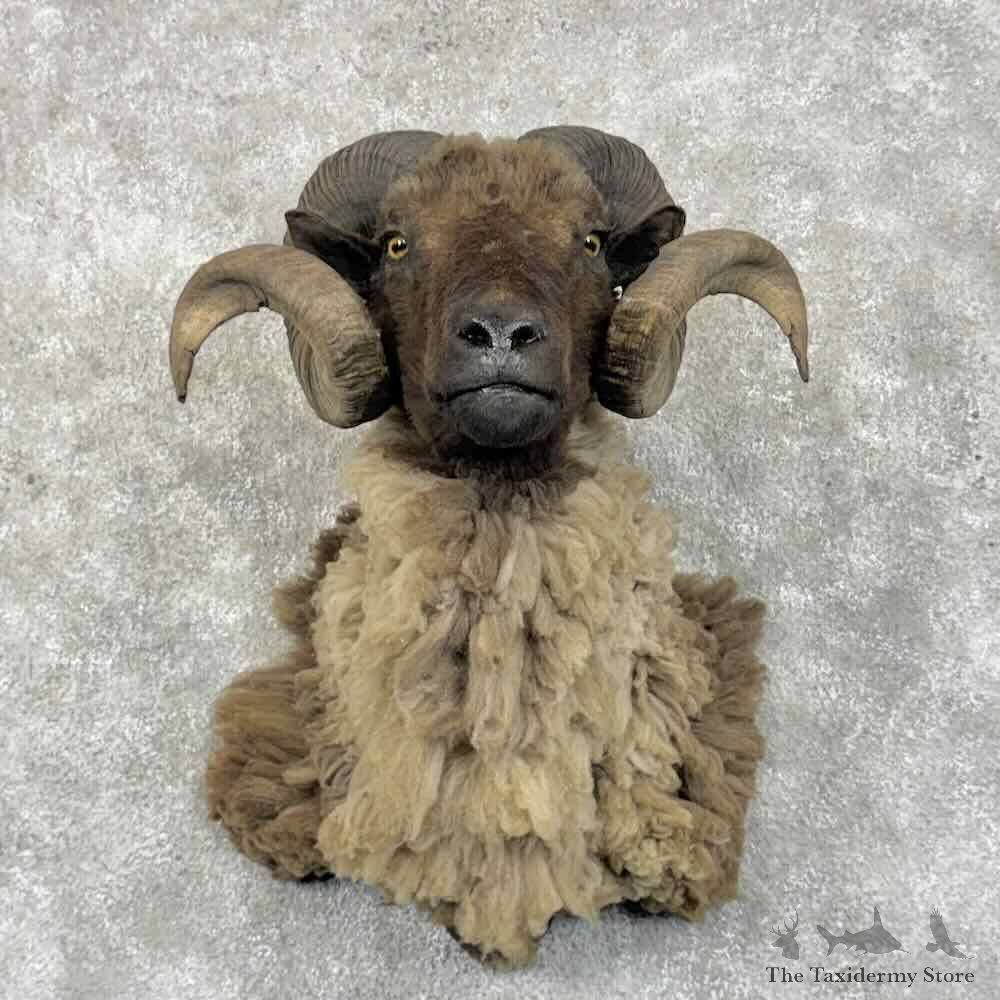 Arapawa Sheep Shoulder Mount For Sale #31419 @ The Taxidermy Store