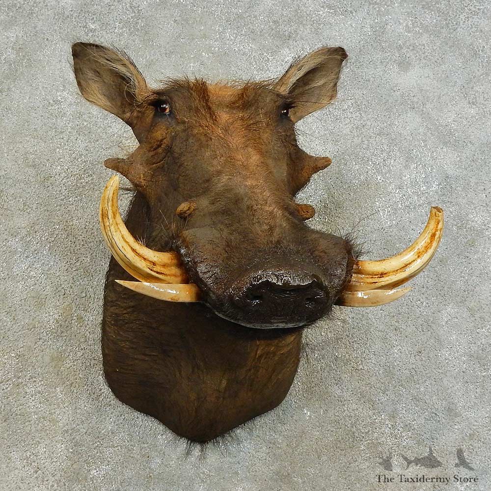 African Warthog Shoulder Mount For Sale #16385 @ The Taxidermy Store