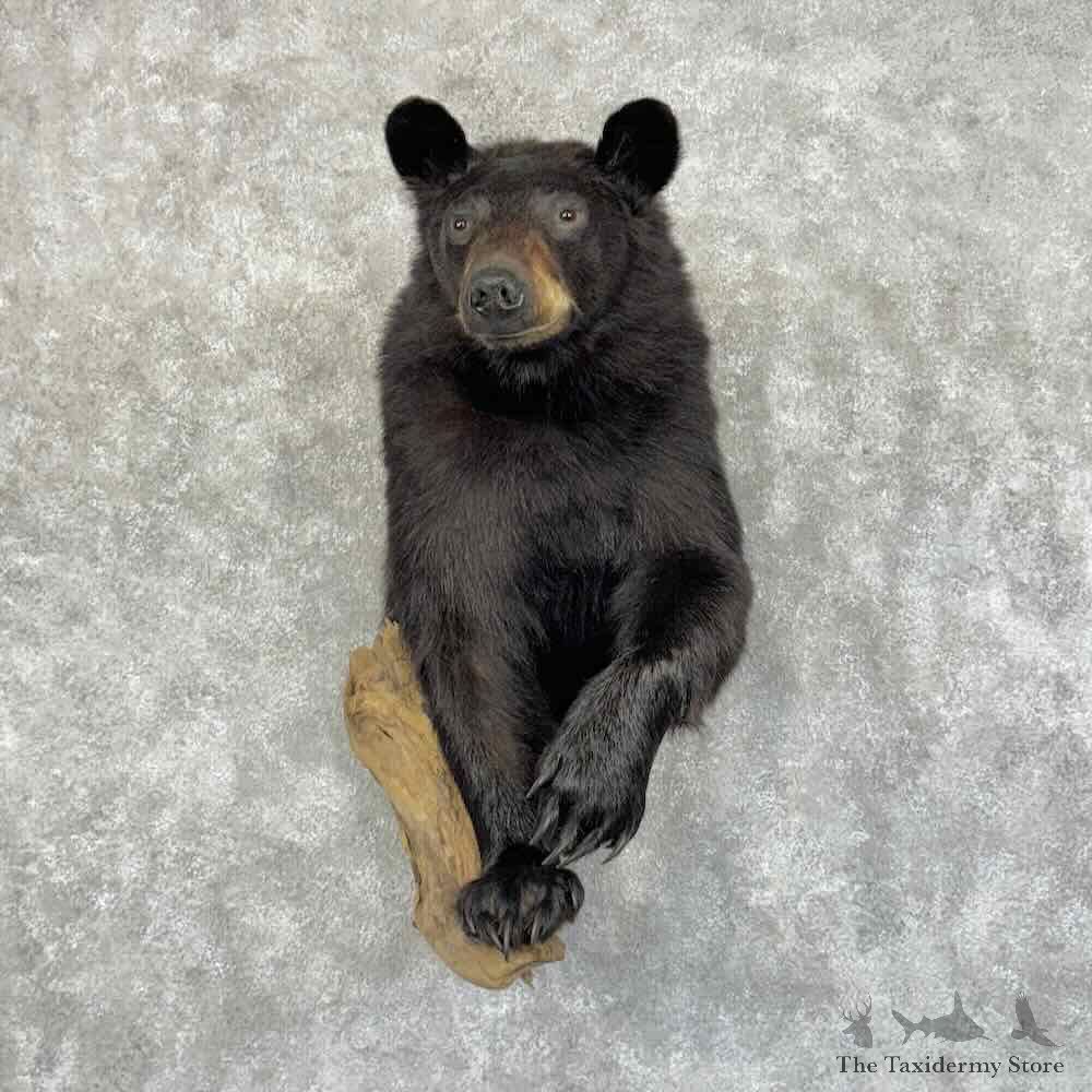 Black Bear Half Life Size Mount For Sale #31170 @ The Taxidermy Store