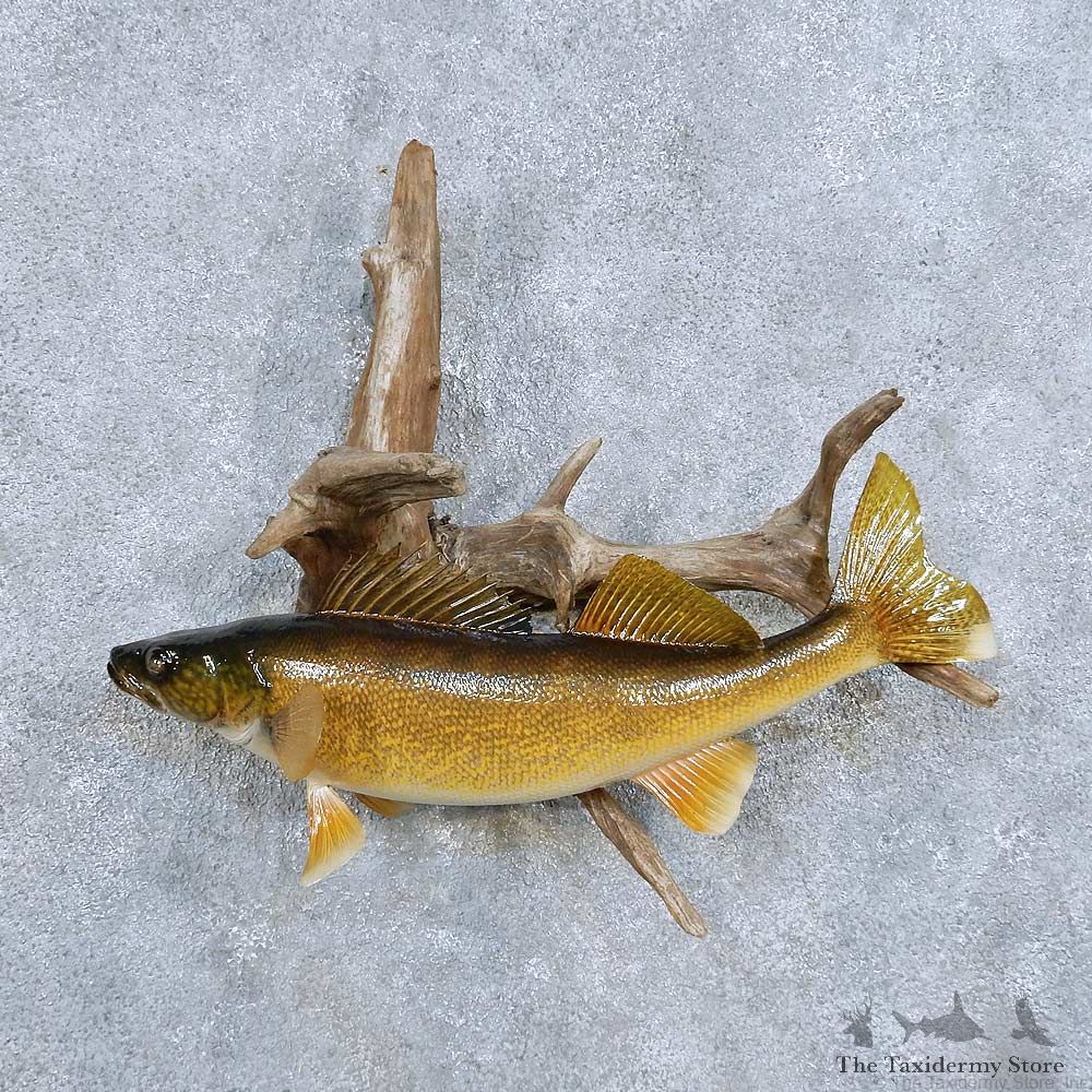 Walleye Fish Mount For Sale #14339 @ The Taxidermy Store