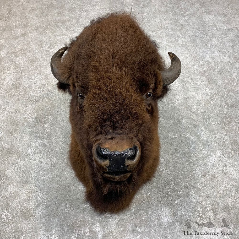 American Buffalo Shoulder Taxidermy Mount For Sale #21734 @ The Taxidermy Store
