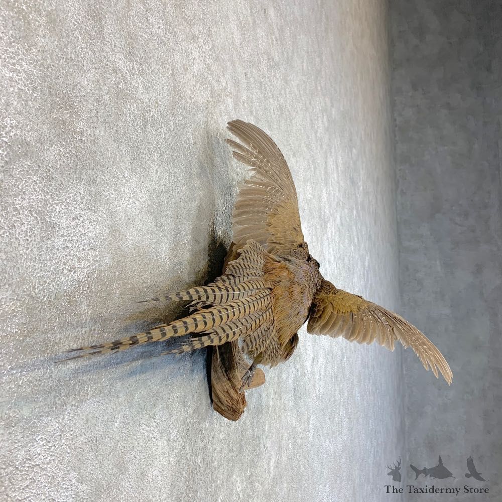 Green Pheasant Taxidermy Mount #22810 For Sale @ The Taxidermy Store