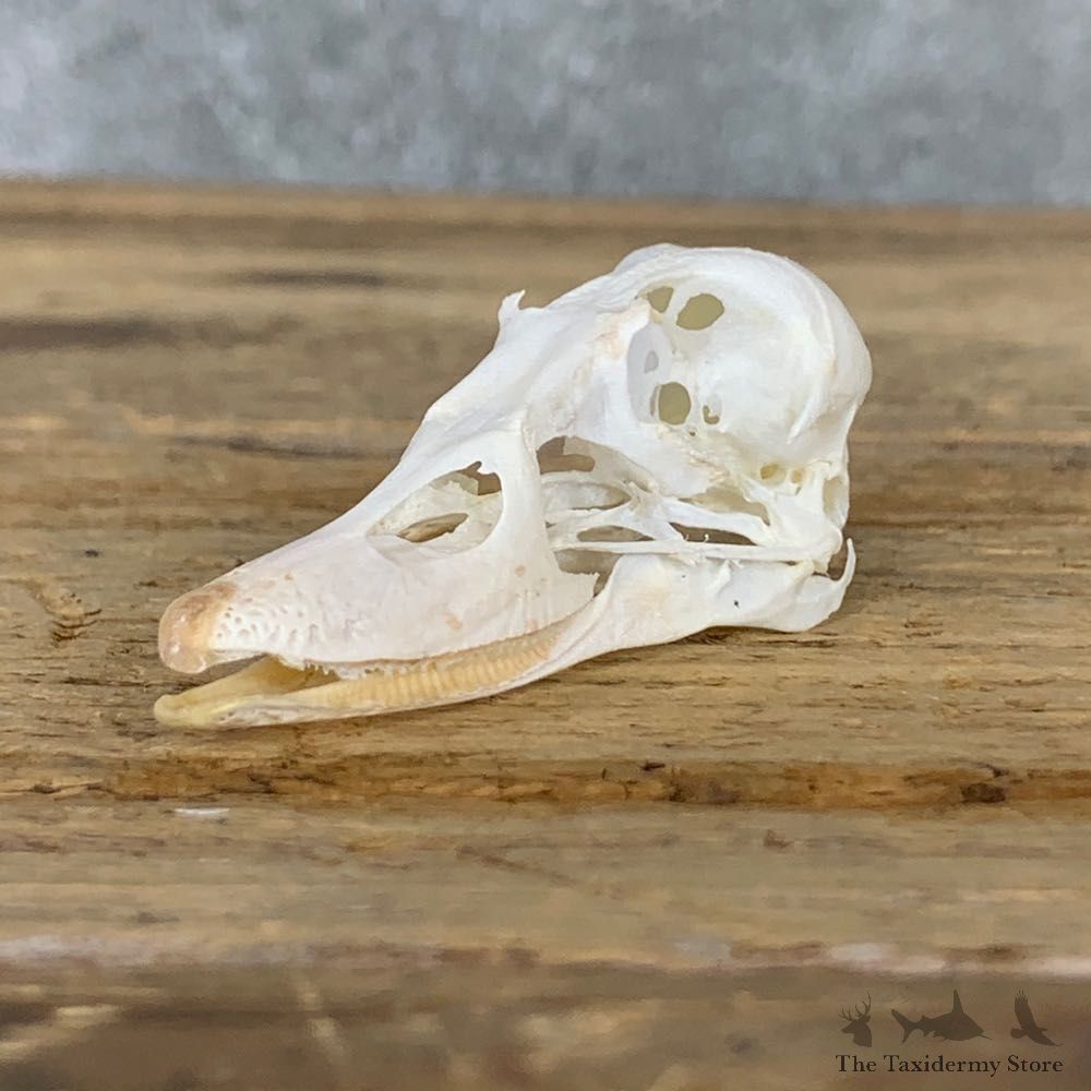 Bufflehead Duck Skull Mount For Sale #23035 @ The Taxidermy Store