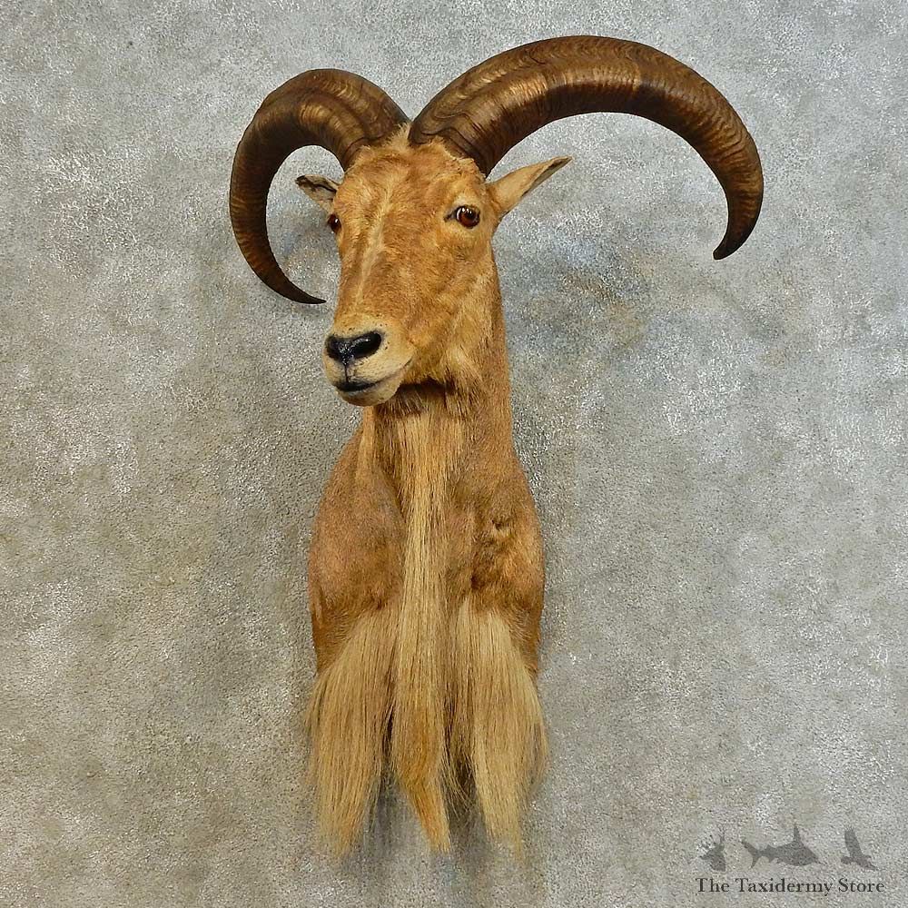 Aoudad Shoulder Mount For Sale #16522 @ The Taxidermy Store