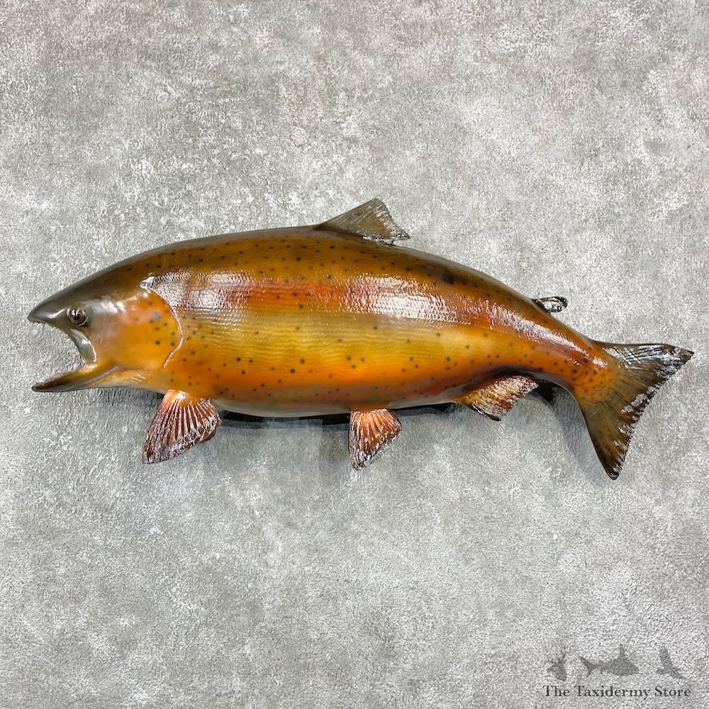 Brown Trout Fish Mount For Sale #25954 @ The Taxidermy Store