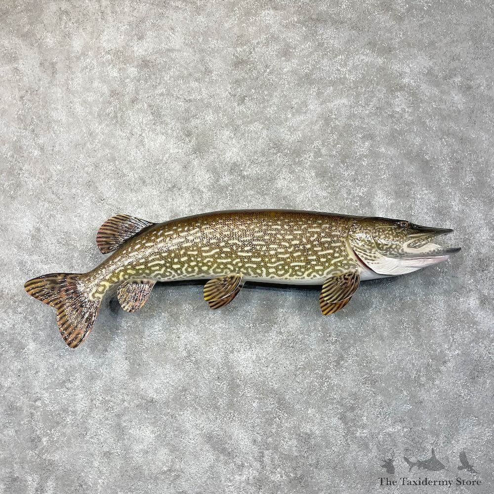 Northern Pike Fish Mount For Sale #28690 @The Taxidermy Store