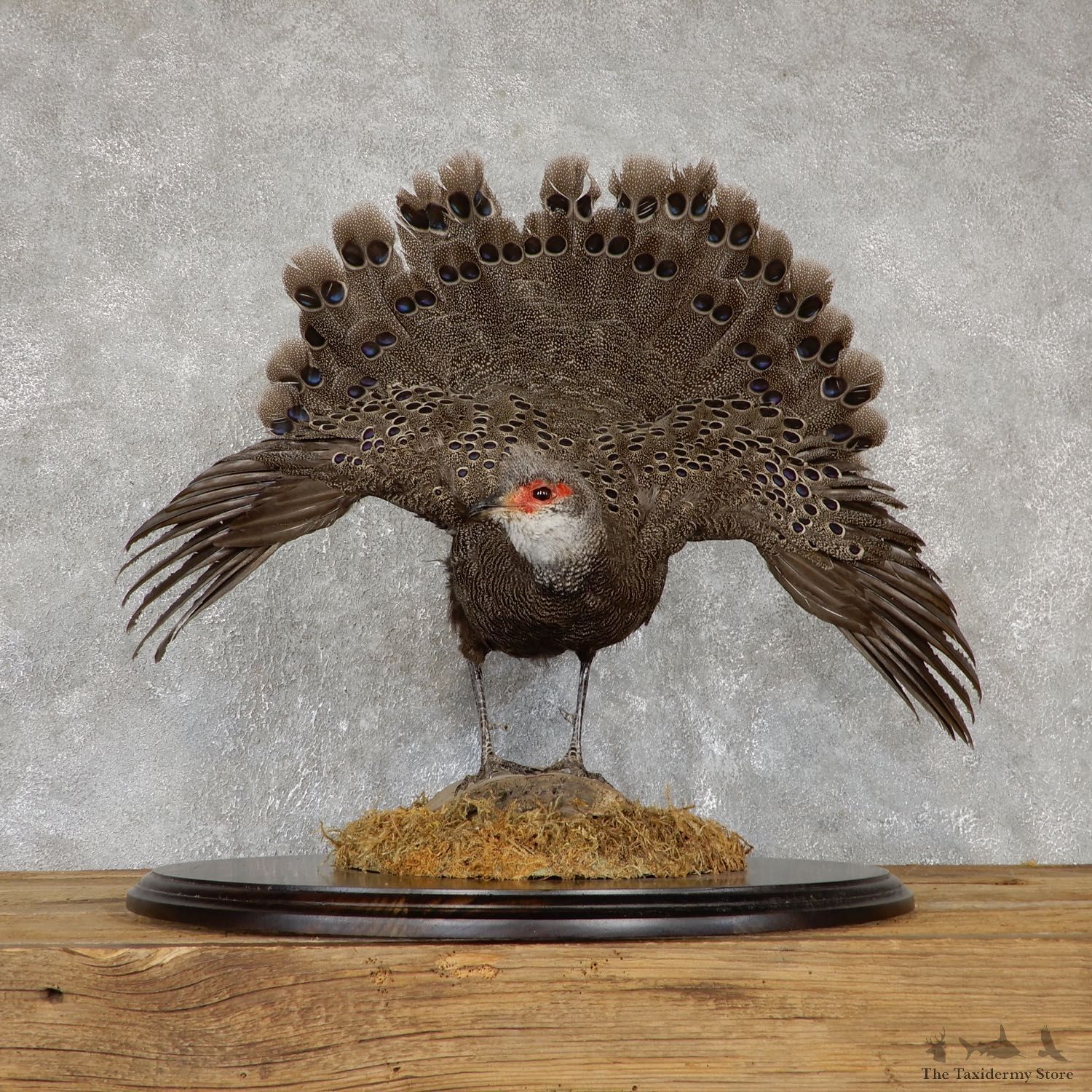 Grey Peacock Pheasant Taxidermy Bird Mount For Sale #19433 @ The Taxidermy Store @ The Taxidermy Store