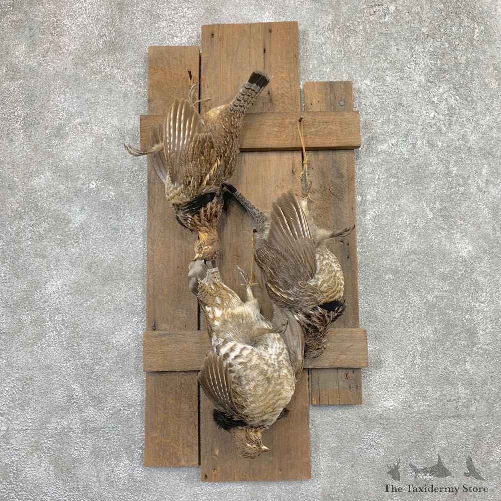 Ruffed Grouse Bird Mount For Sale #22564 @ The Taxidermy Store