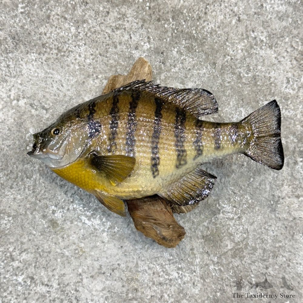 Bluegill Fish Mount For Sale #30244 @ The Taxidermy Store