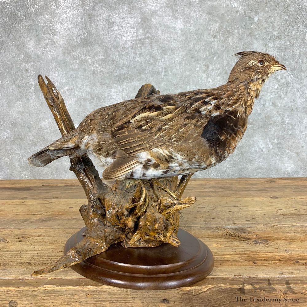 Ruffed Grouse Bird Mount For Sale #22821 @ The Taxidermy Store