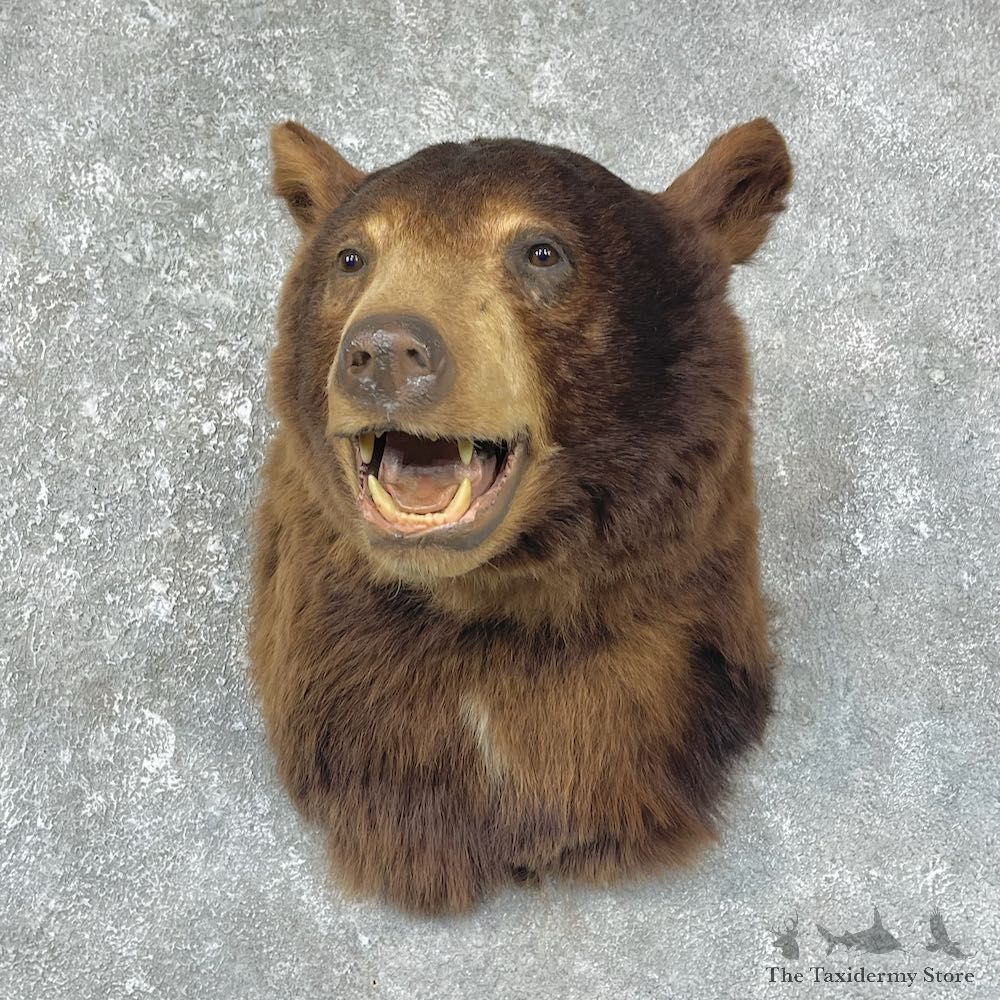 Cinnamon Black Bear Shoulder Mount For Sale #25614 @ The Taxidermy Store