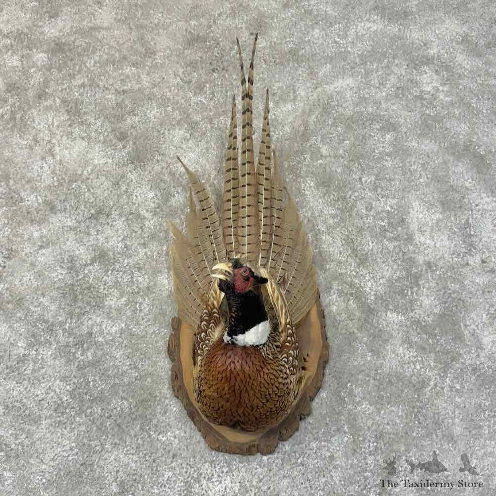 Ringneck Pheasant Shoulder Mount For Sale #31262 @ The Taxidermy Store