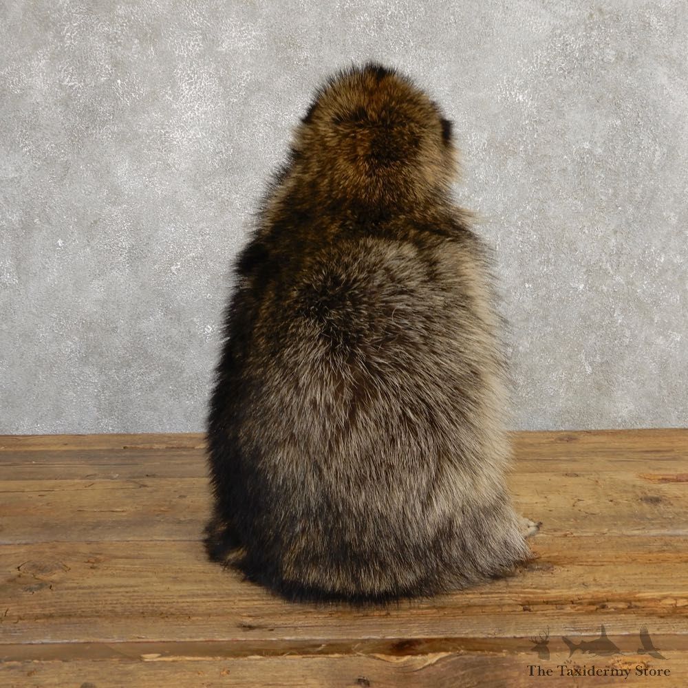 “Cracker Jack” Raccoon Mount For Sale #20190 @ The Taxidermy Store